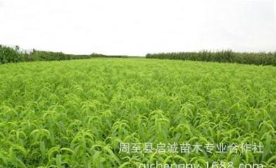 果樹苗 優質突圍桃苗 陜西桃苗 適應性強 有機中晚熟桃苗