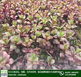 五色草種植 延安五色草 自有園藝基地 查看