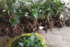 陜西金果欖種苗基地批發(fā)