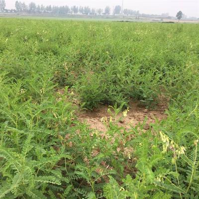 哪里有黃芪種苗供應商 黃芪