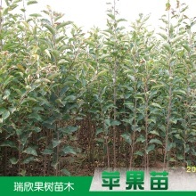 農(nóng)作物種苗_農(nóng)作物種苗