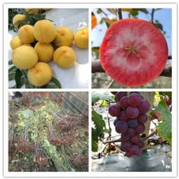 新聞 葡萄樹苗 陜西商洛購買價(jià)格 果苗繁育基地