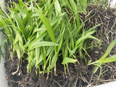 [白芨種苗批發(fā)]陜西商洛山陽縣白芨種苗 0.90元/棵白芨種苗 _ 一畝田