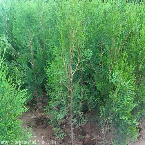 基地各類柏樹苗出售 側(cè)柏小苗大苗質(zhì)優(yōu)價(jià)低 基地出售多種綠化苗