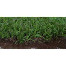 【白芨種植|白芨種子種苗|陜西新豐源種植場】|東商網