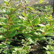 【青藤農業 獼猴桃種苗果大味甜 陜西獼猴桃苗 常年供應圖片】青藤農業 獼猴桃種苗果大味甜 陜西獼猴桃苗 常年供應