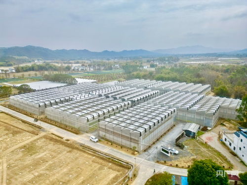 不誤農時不誤春 廣東 工廠化 種苗繁育備戰春耕