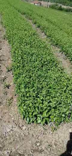 [蒼術種苗批發]陜西商洛鎮安縣蒼術種苗 0.25元/棵【精品】蒼 _ 一畝田