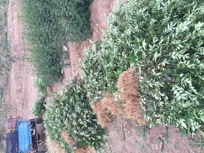 廈門供應(yīng)花椒苗產(chǎn)地批發(fā) 無刺花椒苗價(jià)格_韓城花椒苗