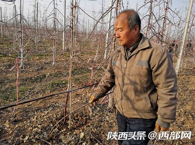 鳳翔聚力發(fā)展優(yōu)勢主導(dǎo)產(chǎn)業(yè) 讓致富路越走越寬