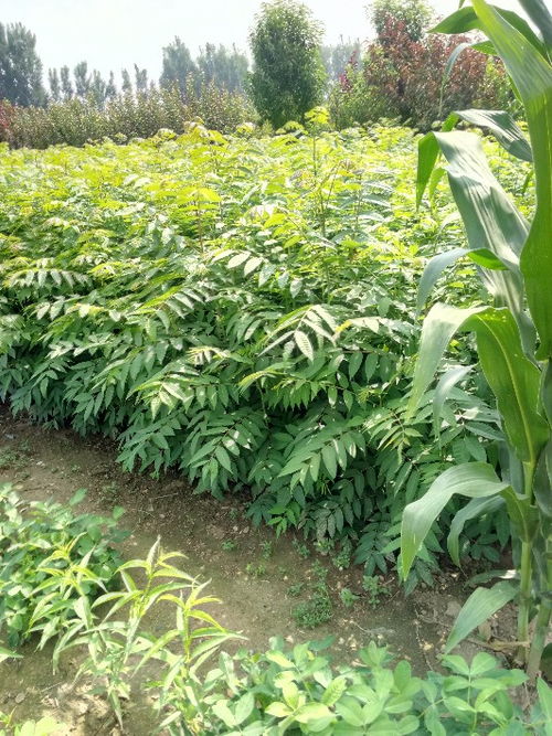 【山東供應(yīng)當(dāng)年可食用紅油香椿地栽樹苗味道香可儲(chǔ)藏包成活】- 