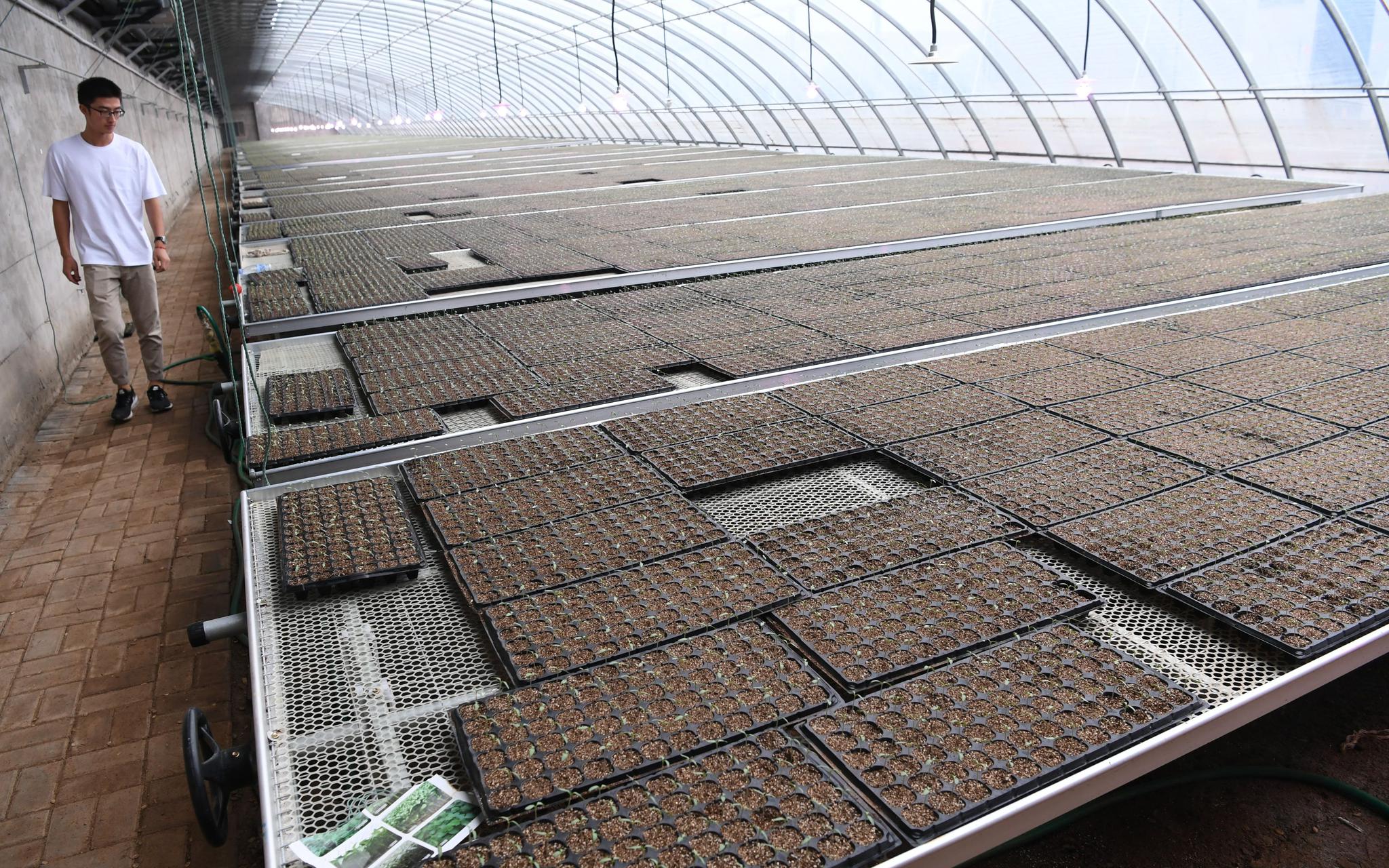 工廠化育苗年產值過億 帶動曲周縣農民增收