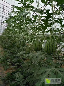 2020西瓜種子價格行情走勢 中國西瓜種子網