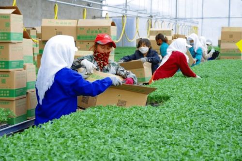 2020年度和潤(rùn)農(nóng)業(yè)種子公司種苗廠春季茬口種苗生產(chǎn)優(yōu)秀員工表彰大會(huì)隆重召開(kāi)