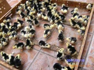 陜西貴妃雞種苗價(jià)格、西安市貴妃雞苗批發(fā)、銅川市貴妃雞苗報(bào)價(jià)_農(nóng)副產(chǎn)品_世界工廠網(wǎng)中國(guó)產(chǎn)品信息庫(kù)