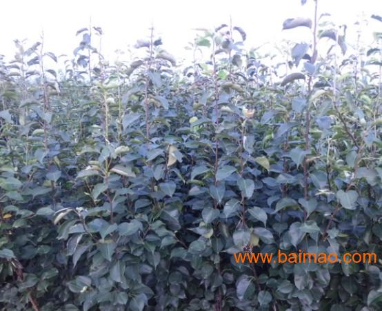 櫻桃樹(shù)苗批發(fā)&ndash;櫻桃樹(shù)苗廠家&ndash;櫻桃樹(shù)苗供應(yīng)商