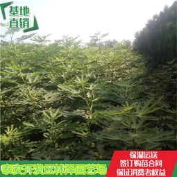 陜西紫果無(wú)花果苗全國(guó)出售