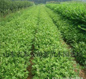 陜西花椒苗 大棚香椿苗 大紅袍花椒種苗 陜西優(yōu)質(zhì)花椒樹(shù)苗木