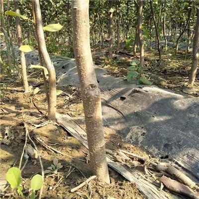 北京市 庫(kù)爾勒香梨樹(shù)苗現(xiàn)貨咨詢電話