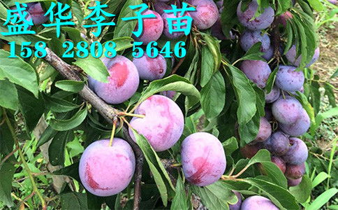 【秦地陜西脆紅李苗基地直銷,漢中安康商洛、寶雞西安渭南脆紅李樹苗價格廠家報價?！?