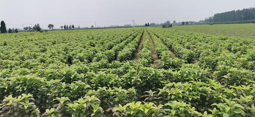 板藍(lán)根種苗基地批發(fā) 陜西板藍(lán)根種苗哪里有賣