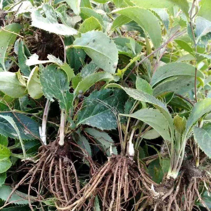 陜西秦嶺蒼術(shù)種苗野生蒼術(shù)苗子北蒼術(shù)種子黑蒼術(shù)帶朱砂點(diǎn)兒