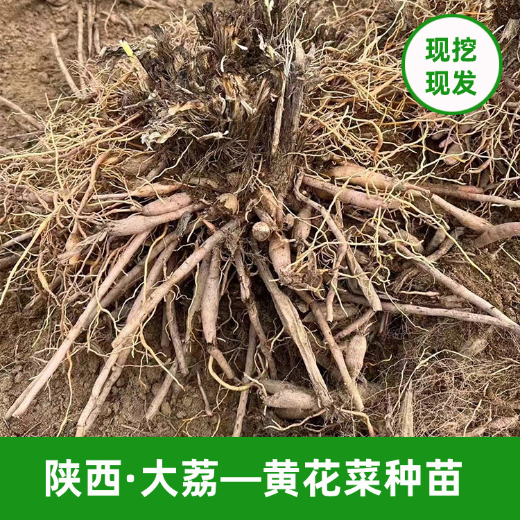 黃花菜種苗基地參觀 栽種技術(shù)支持 陜西大荔黃花菜苗 金針菜種苗