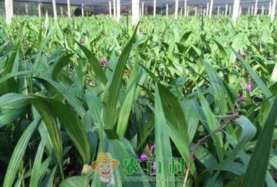 價(jià)格下跌 白及種植賺錢(qián)嗎?(圖文)