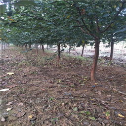 【19年杏樹(shù)苗價(jià)格珍珠油杏樹(shù)苗】-