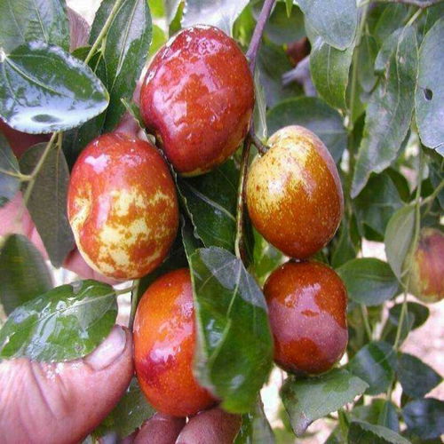 【中華貢棗樹(shù)幼苗產(chǎn)地貨源、中華貢棗樹(shù)幼苗怎么種】-