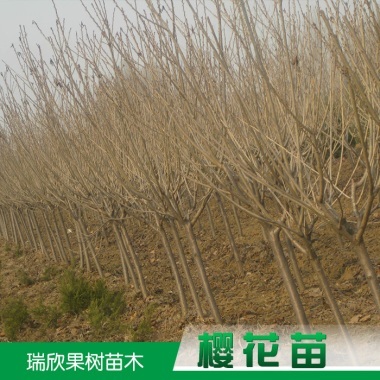 供應(yīng)陜西櫻花苗 櫻花種苗 櫻花種子 櫻花樹(shù) 櫻花樹(shù)苗