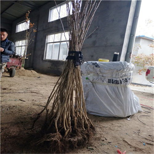 大金星山楂樹苗品種介紹 2020年大金星山楂樹苗多少錢一棵