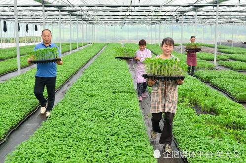 四川都江堰這位老板到陜西寧強帶動農戶種菜鼓起 錢袋子