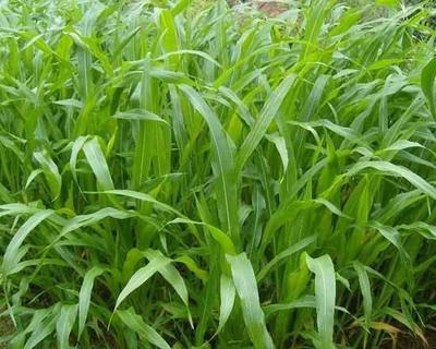 【供應青海墨西哥玉米種子價格】價格,廠家,其他種子、種苗-搜了網