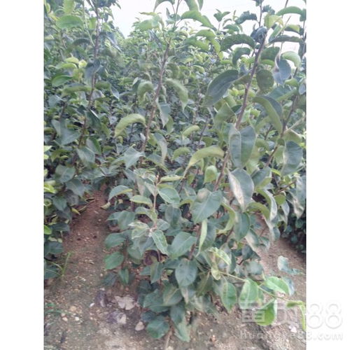 【陜西2公分翠冠梨樹苗價格、2公分翠冠梨樹苗批發基地現挖現賣】- 