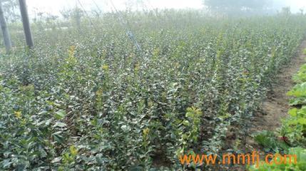 花卉種子、種苗-花卉種子、種苗供應-花卉種子、種苗價格-產品大全列表-E路風機網產品大全