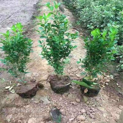 陜西西安出售小葉黃楊 周至高三黃楊營養(yǎng)杯樹苗批發(fā) 陜西綠森園藝苗圃價格 中國供應商