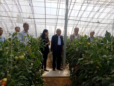 【園藝學院】2021年陜西省番茄育種聯(lián)合體新品種展示觀摩會在閻良舉辦