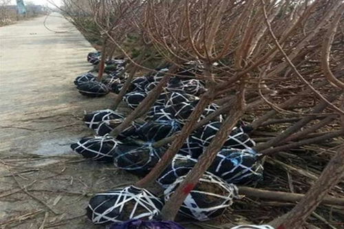 陜西豐園紅杏樹苗批發(fā)價格,凱特杏樹苗多少錢