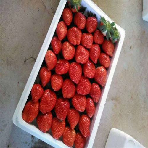 【柿子苗基地,嫁接柿子樹苗,賣柿子樹苗】- 