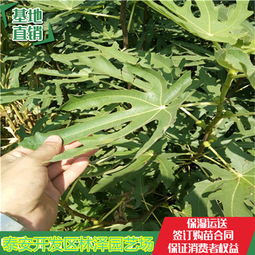 陜西大荔冬棗樹苗出售價格lz02