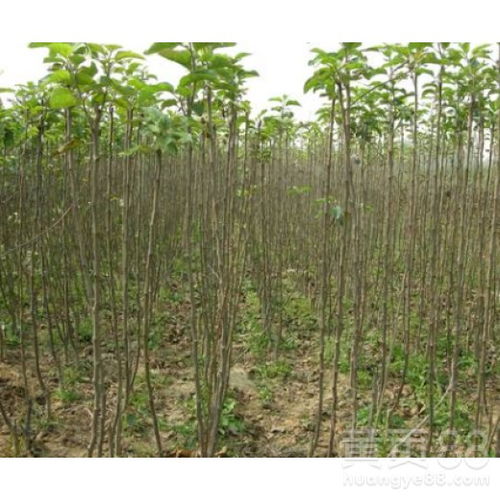 【陜西核桃樹苗價(jià)格實(shí)惠品種齊全】- 