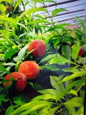 陜西種苗器批發(fā)采購_陜西種苗器供應(yīng)_陜西種苗器價(jià)格_陜西種苗器批發(fā)網(wǎng)[第0頁]