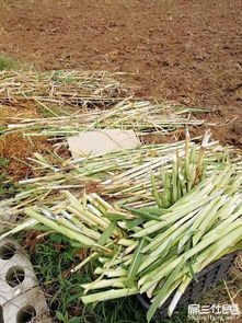 惠州竹鼠種苗價(jià)格美商品黑豚竹鼠活體批發(fā)