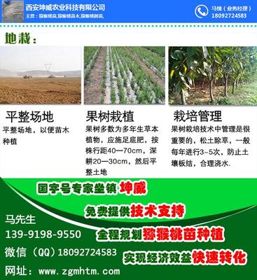 獼猴桃樹(shù)苗怎么種植_獼猴桃樹(shù)種植 在線咨詢 _江山獼猴桃