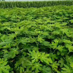 新聞 湖北孝感花椒樹(shù)苗出售批發(fā)價(jià)