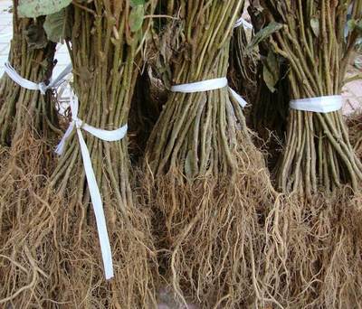 供應陜西省獼猴桃種苗