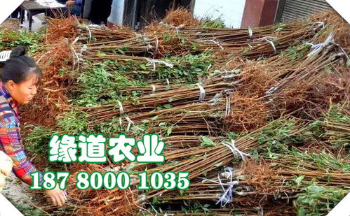 【重慶李子苗價格,那里有李子樹苗,重慶李子果樹苗批發基地】- 