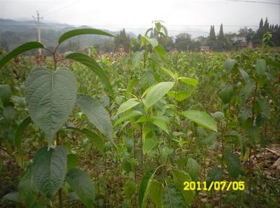 陜西厚樸苗價格-杜仲苗、供應陜西杜仲苗、陜西杜仲苗基地 -陜西獼猴桃苗|獼猴桃苗批發|獼猴桃苗 產品展示(陜西苗木基地_陜西種苗供應商_陜西苗木批發)-金泉網
