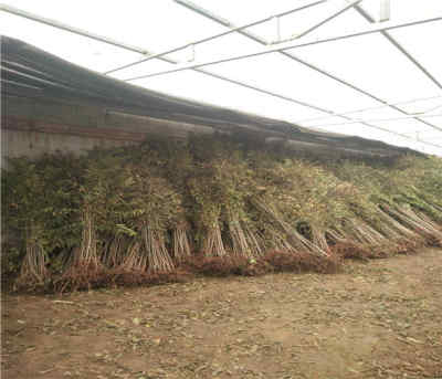 陜西漢中香椿苗產地在哪 新聞 露天香椿樹苗多少錢一棵